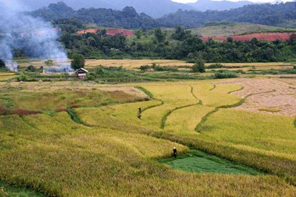Laos_Fire_Harvest.gif