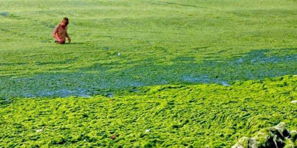 Green_Fertilizer_Algae_Entermorpha.jpg