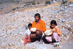 Tarahumara devastated corn field